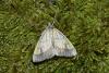 Evergestis limbata